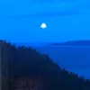 birk_furuhaug