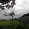 dheawardhani601