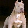 topdog5575