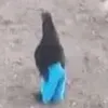 oucfuufudkl