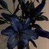 .lilies9