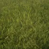 sofisofi3050