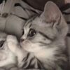 lvrpawv