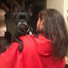frenchiemom71