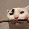 todtodew