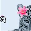 mss___qurux2