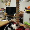 spin_monke1