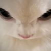 miawmeowc
