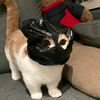 otinpie