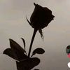 tuanmudo_93