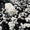 zerisdog