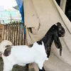 hamaeraqe2