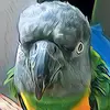 parrotparade