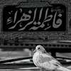 tiba_313.s