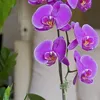 airamfarmasi79