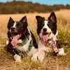 themworkingdogs