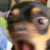 brtbr0