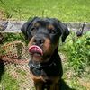 bryansdoglife