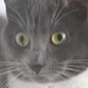 1tromacat