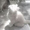 staywith_mia