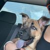 maximus_srt392