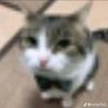 dingle_hoppers