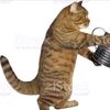 meowl_lover0