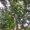 kornepan