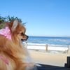 summerpomeranian