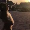 yyzsnoopy