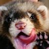 ferret1o