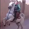 ئاسپي كوردي رە سن
