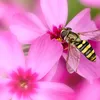 honey58584