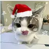 kitte_67