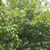 baraa_202444