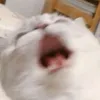 prlwiz