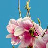 hira_xm123