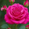 deniz_gunew