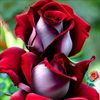 user2698882355294maria
