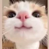 user4290083116084
