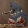 kingfisher69420