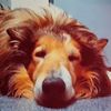 mardehond