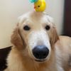 eren_thegoldenretriever