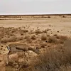 0sahmad