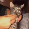 gatoflexionador