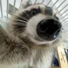 lean..raccoon