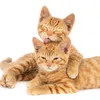 cat_andCat