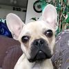 rolofrenchbulldog