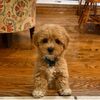 jessielovespuppys1