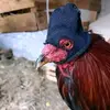 tommylovessali
